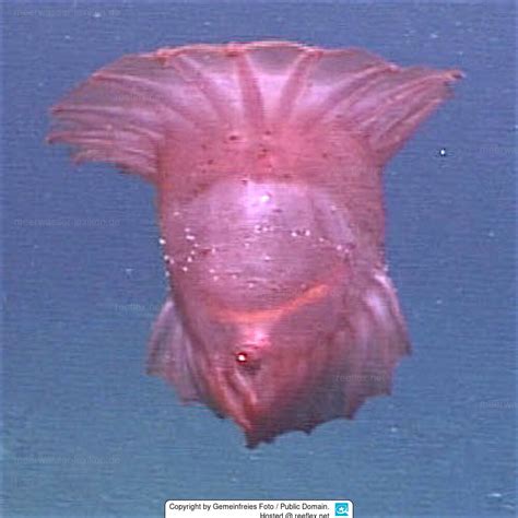 Enypniastes .